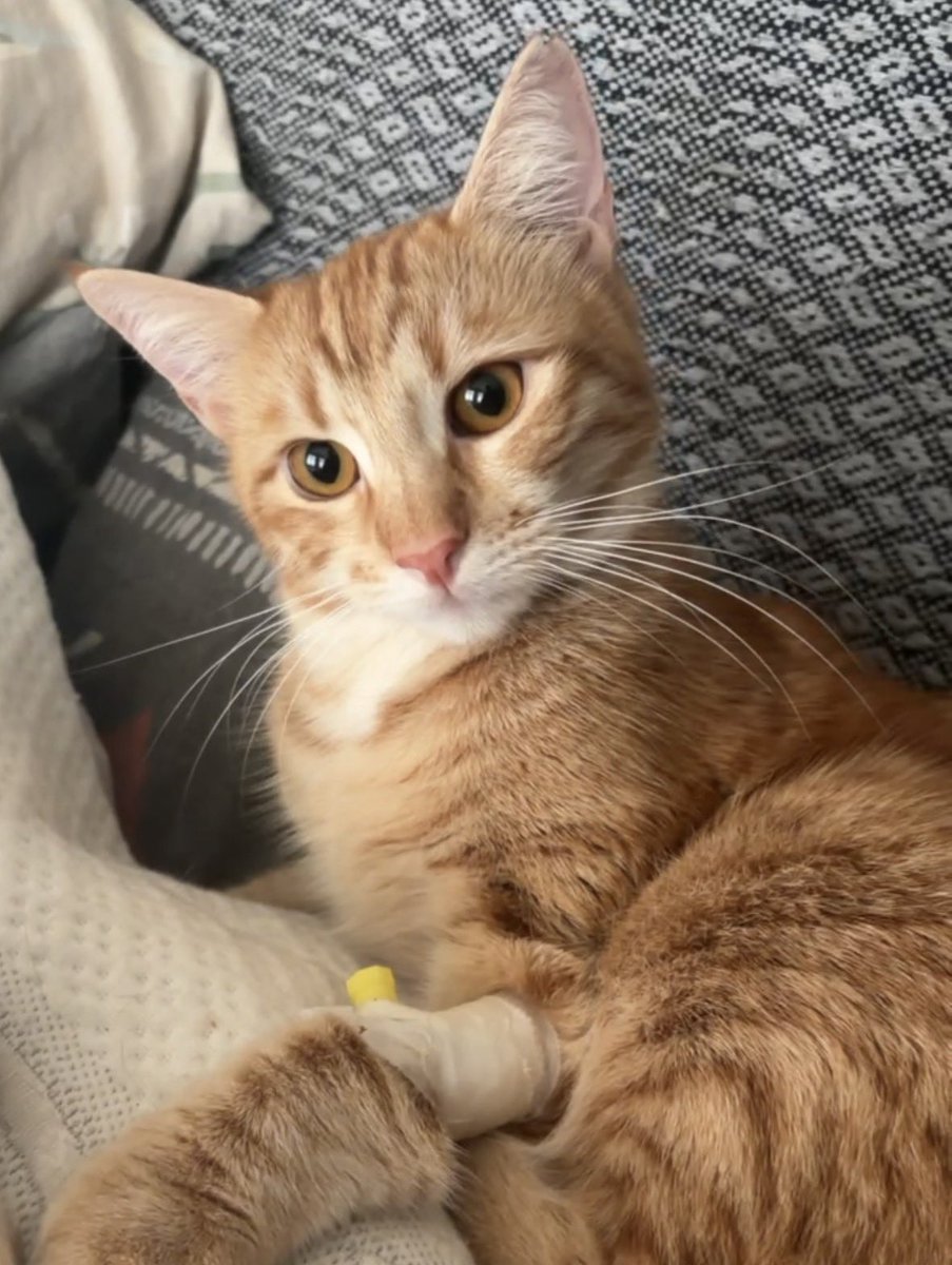 Badem & Tarçın 🍯 tweet media