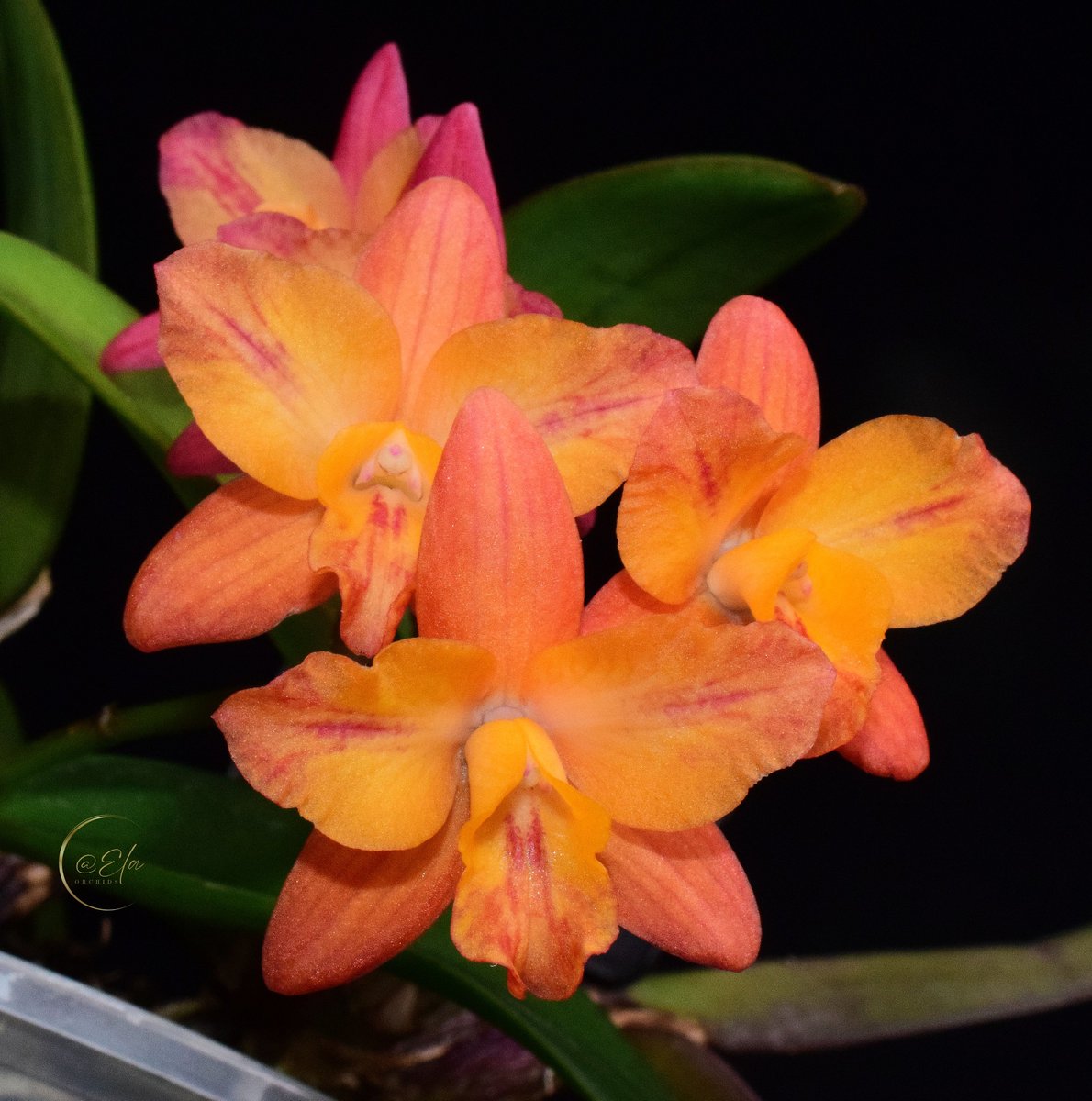 ElaOrchids tweet media