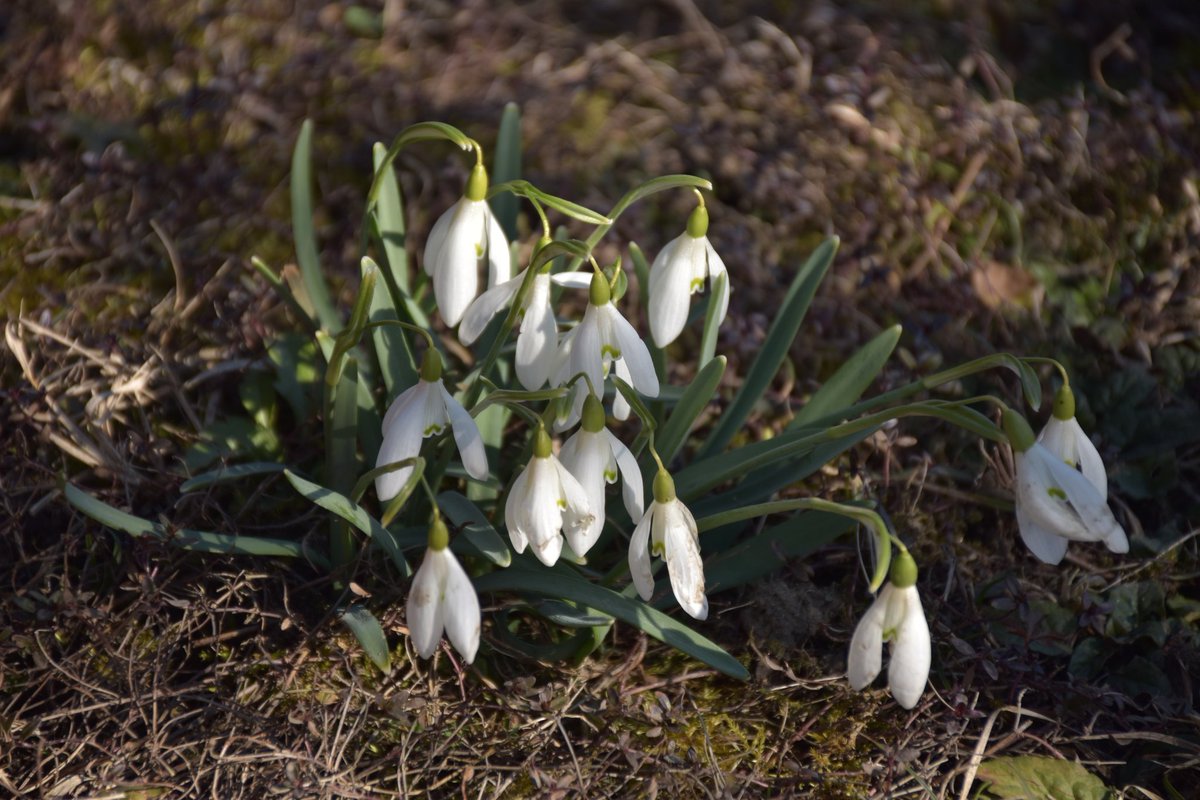 MaZingra tweet media