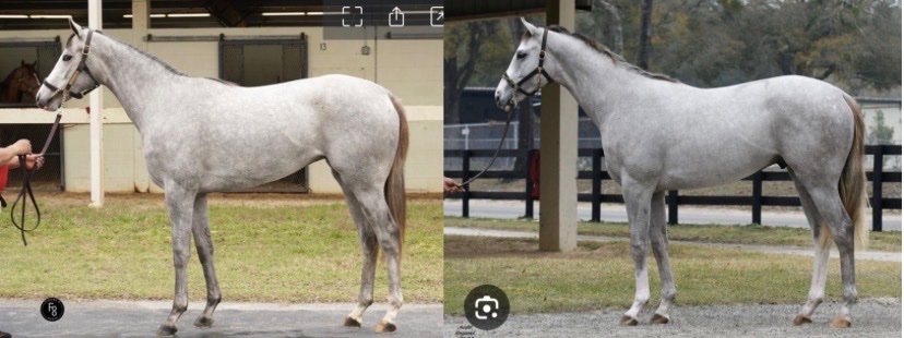 Save Horse Racing tweet media