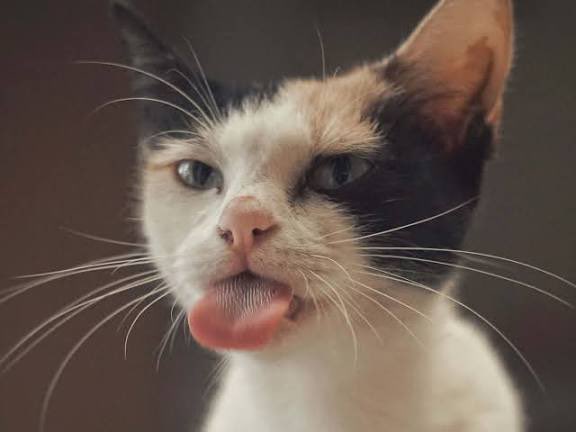 Israel Foreign Ministry tweet media