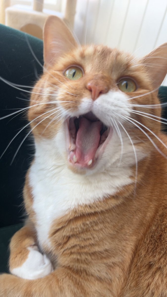 Nadia Detriment tweet media