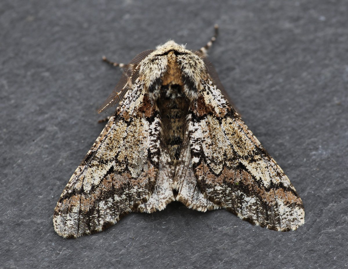 Dave Hutton tweet media