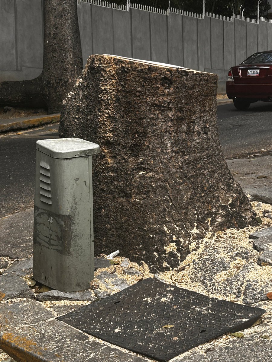 Otro más para la colección!!! Los alcaldes  compiten entre sí a ver quién tala más …