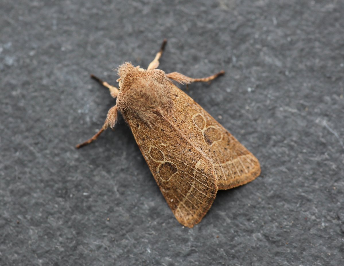 Dave Hutton tweet media