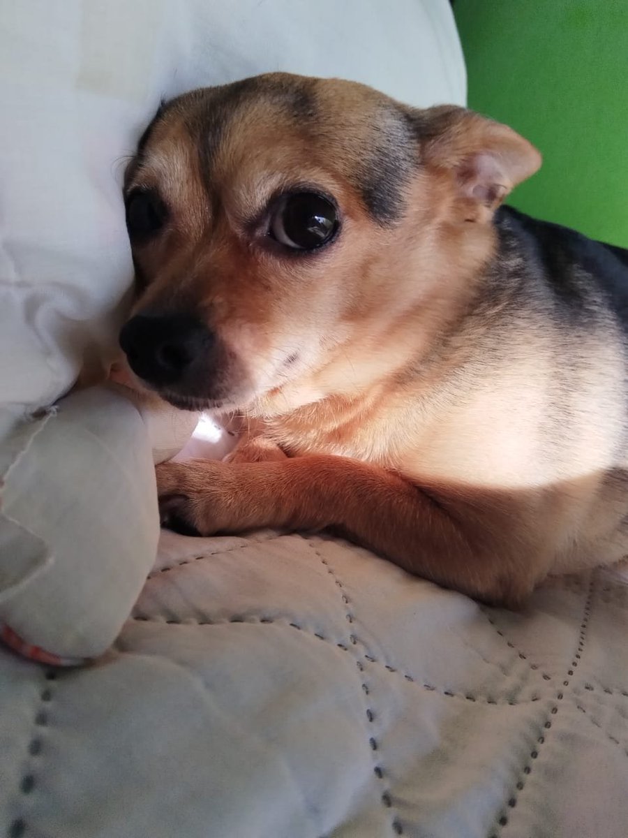 Sofie JMACS tweet media