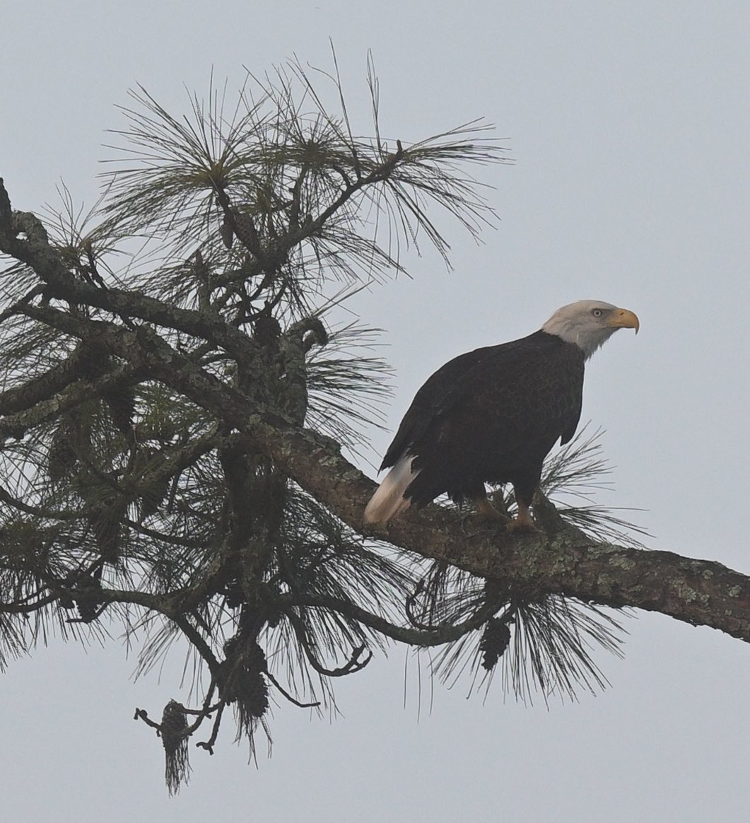 jam74831's tweet photo. Interesting sunrise colors with a bonus Bald Eagle in the tree on the right. I fired up the Nikon and got a couple of decent shots that could be cropped in. https://t.co/UakMFJCMYs