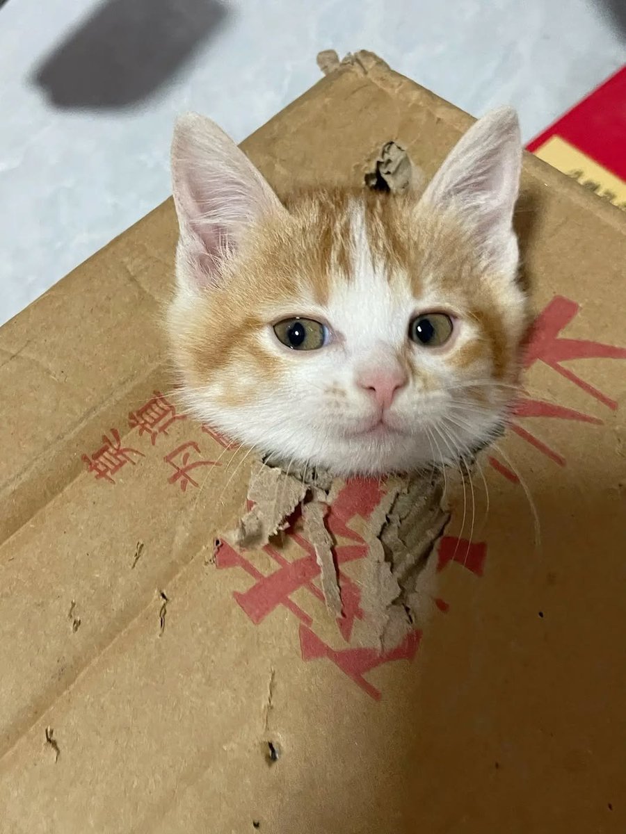 smol silly cat tweet media