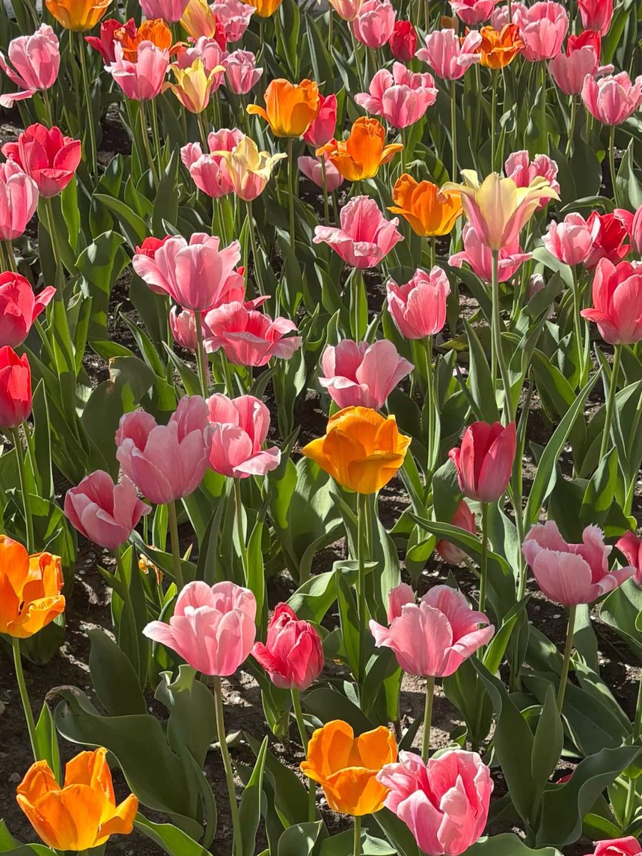 𝙳𝚎𝚛𝚢𝚊 tweet media