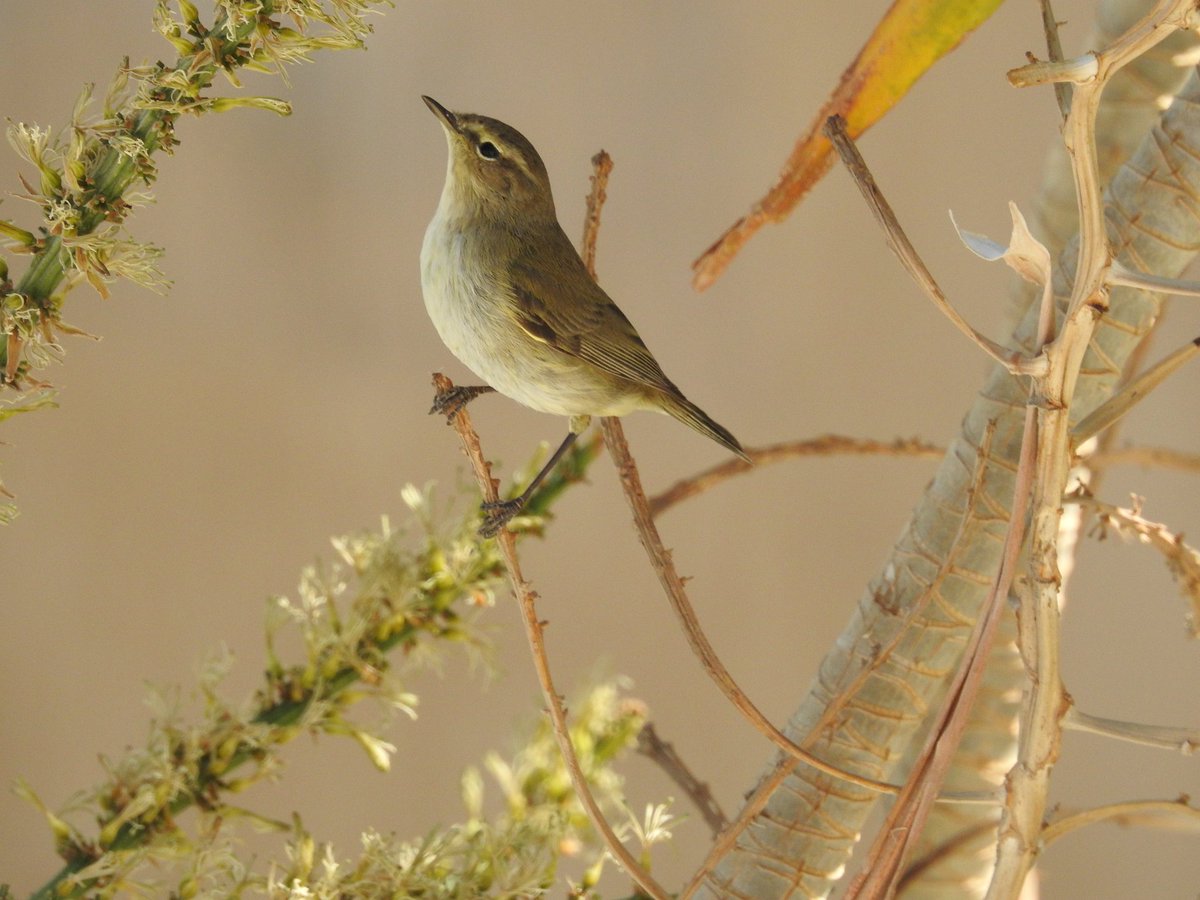 Stephen Marnick tweet media