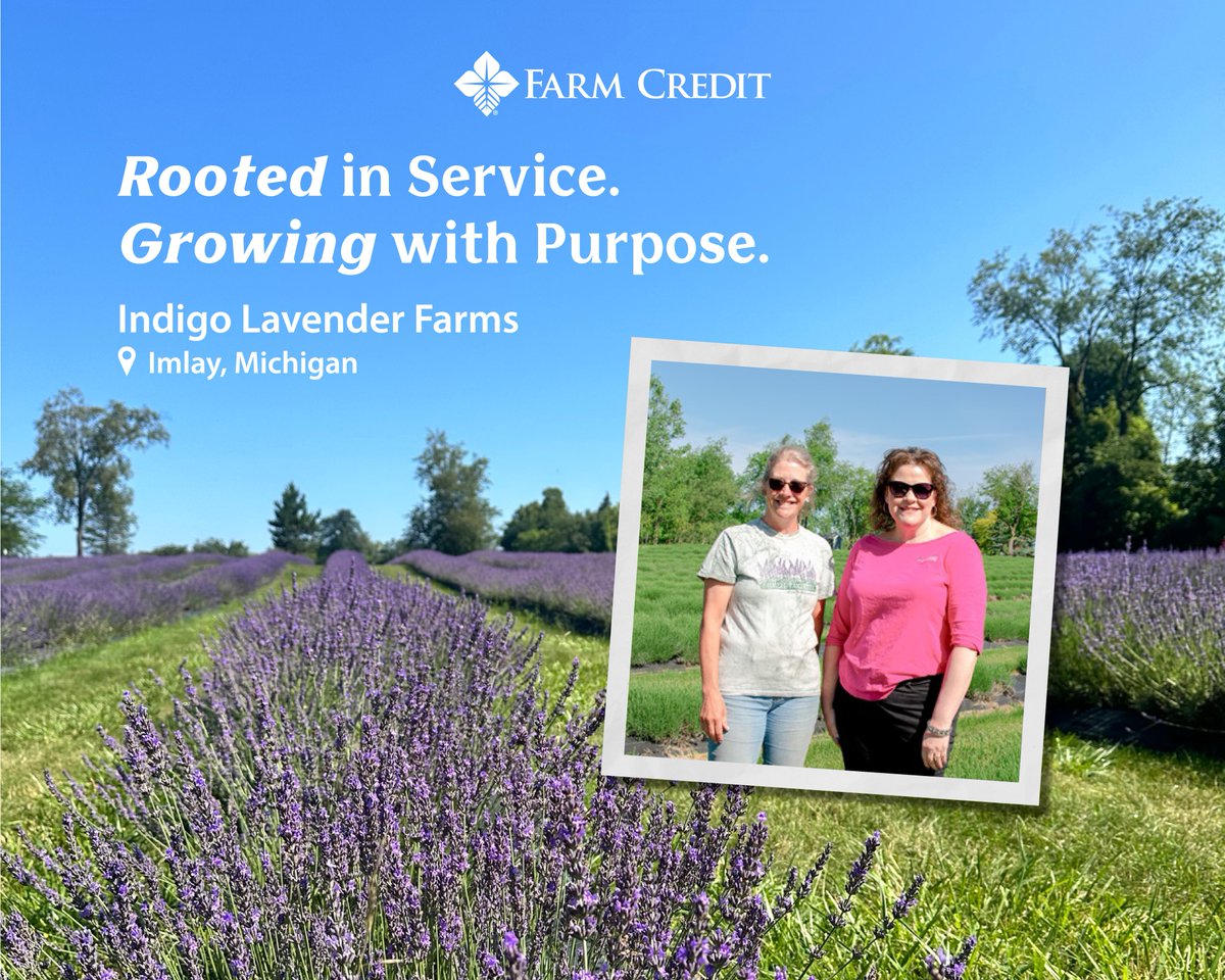 farmcredit's tweet photo. Former U.S. Air Force Captain Tricia Dennis partnered with @GreenStoneFCS to launch Indigo Lavender Farms in Imlay City, Michigan. 

Today, the farm is home to more than 14,000 plants and is considered the largest lavender farm in Michigan.

Click here to read more: https://t.co/oNEYa0SyI4