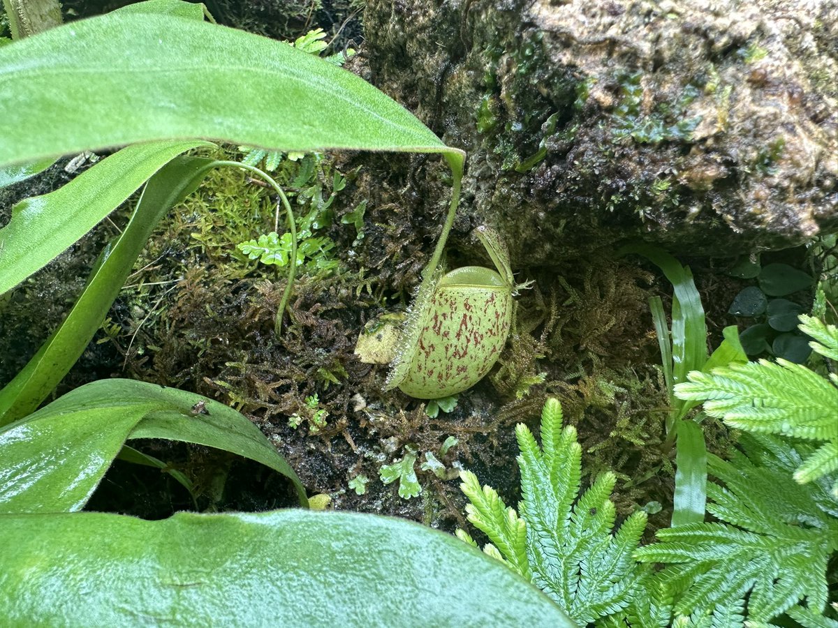 masayasan201911's tweet photo. 世界のみなさん
インドネシアのコタ・ボゴールに生息する食虫植物の写真ですがかわいいでしょう？ https://t.co/868cohVJyj