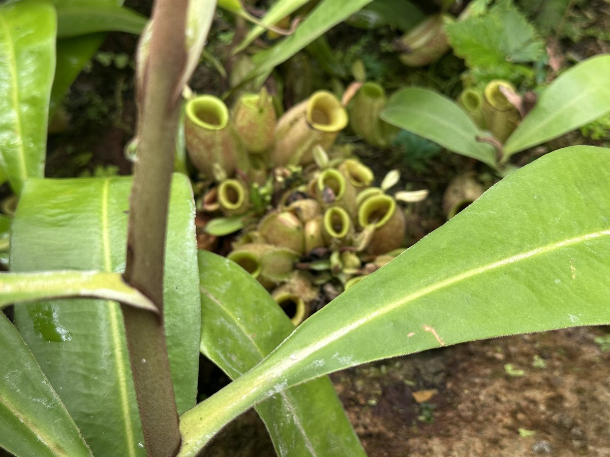 masayasan201911's tweet photo. 世界のみなさん
インドネシアのコタ・ボゴールに生息する食虫植物の写真ですがかわいいでしょう？ https://t.co/868cohVJyj