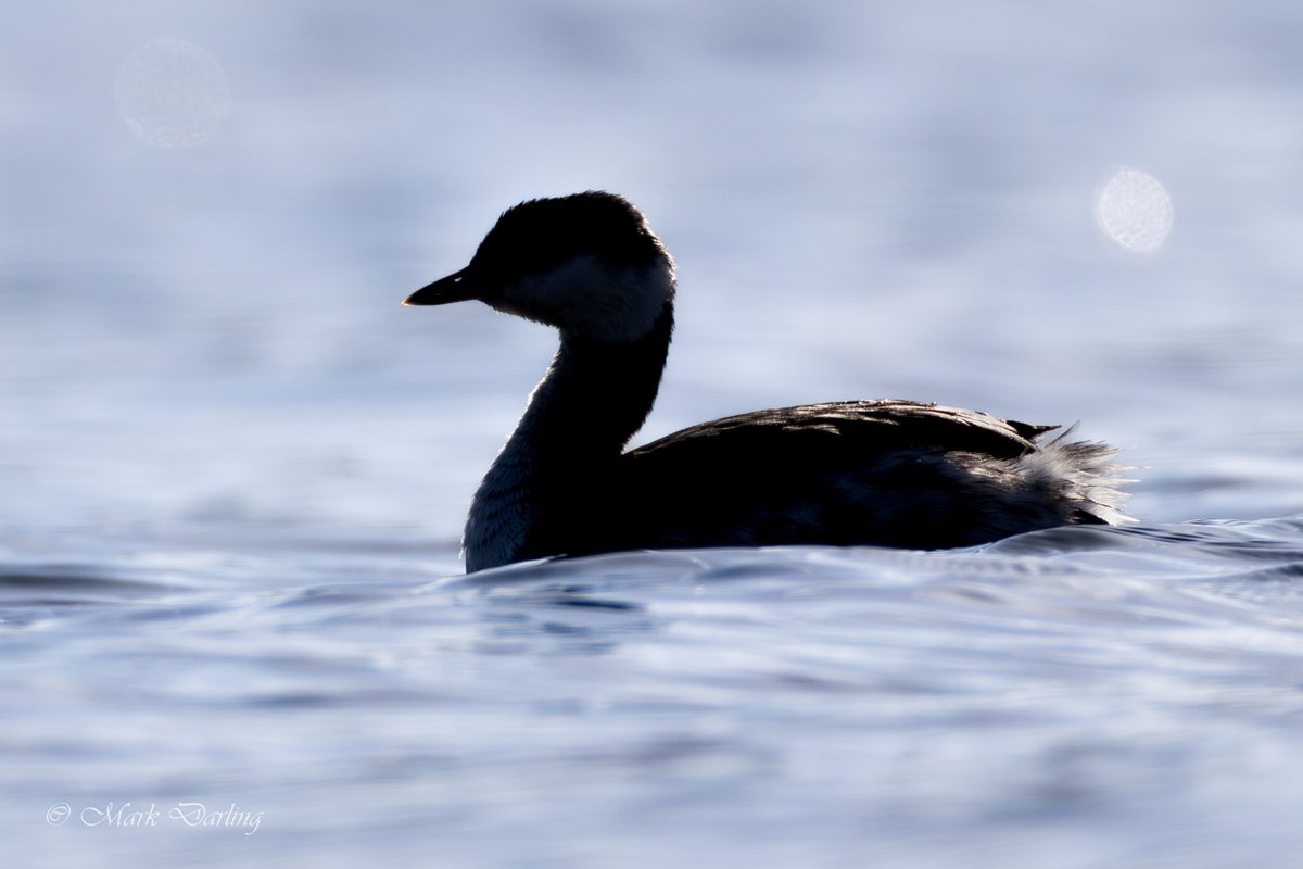 M a r k D a r l i n g tweet media