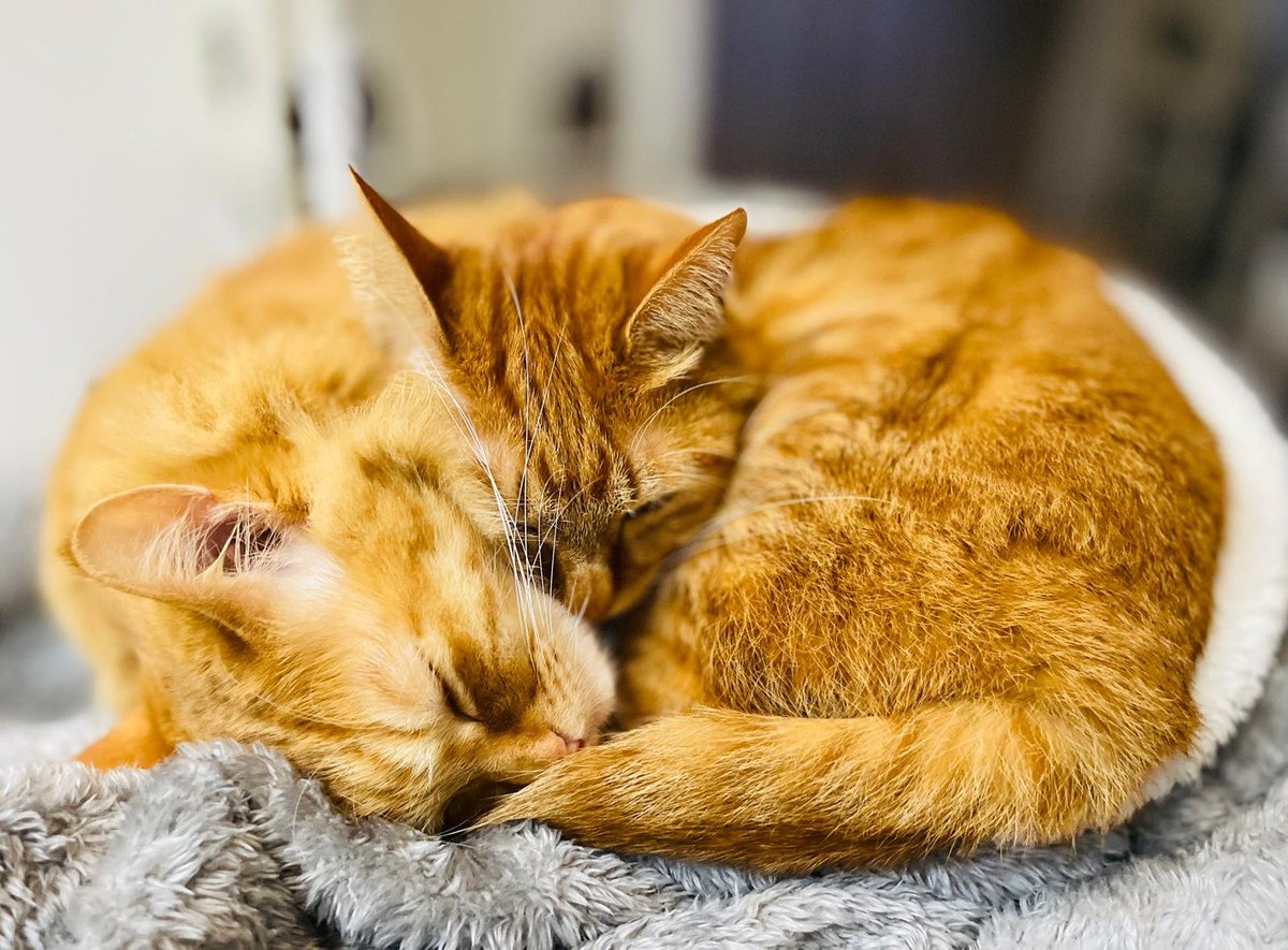妹猫は寂しがり屋なので、すぐに先住猫、兄猫と合流します🐱

猫写真はBlueskyでもあげているので、よかったらどうぞ　最近はこちらにいることが多いです
↓
bsky.app/profile/m1hara…