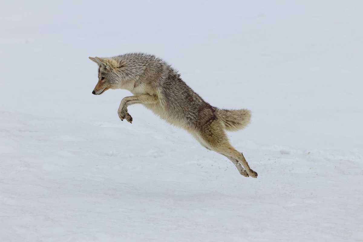 Yellowstone National Park tweet media