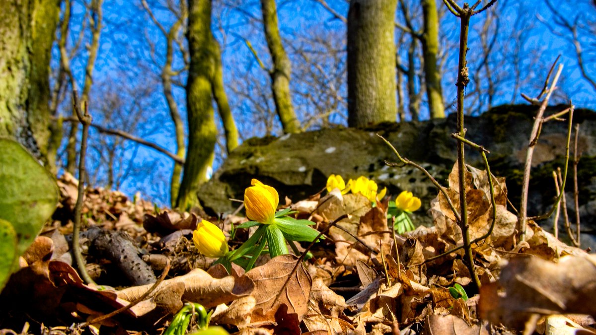 Překvapilo mě, že za celou cestu (5 kopců, 12 km) jsme zahlédli jen jednu podléšku, na Oltáříku pak asi přinesené žluté krásky, jinak vlastně ni. Jo, bažanky začínají...