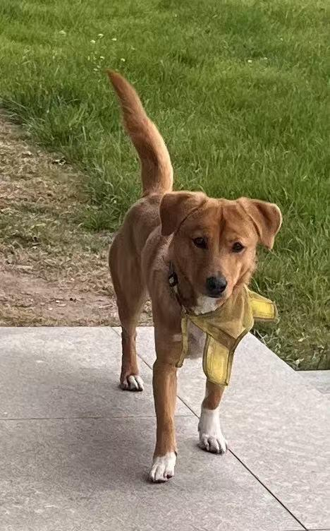 Santol_Saa's tweet photo. どこかの家の犬が迷子になっていて、とても可哀想でした。犬を飼うのは不便なので、飼えないのが残念ですが、もし飼えたら家に連れて帰りたかったです。 https://t.co/8C0vYhYrq0