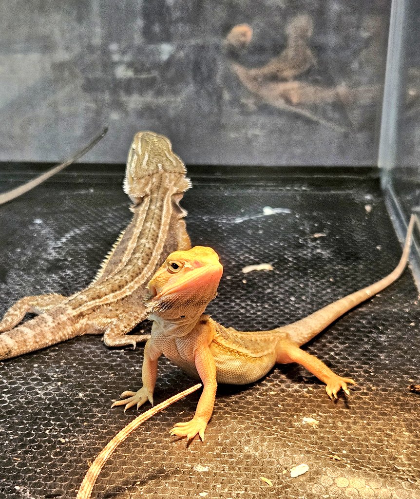 MYCふぁーむ(嫁) tweet media