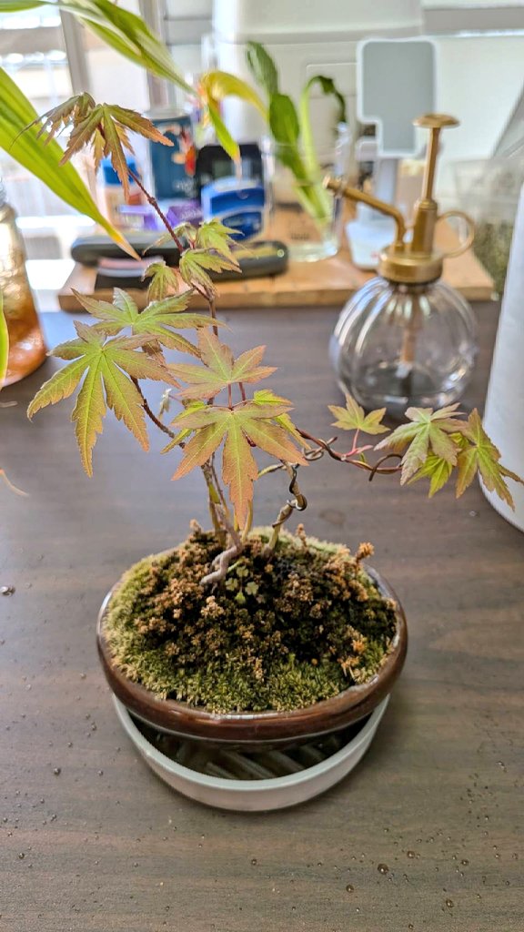 SUZUKI (ノリオ) tweet media