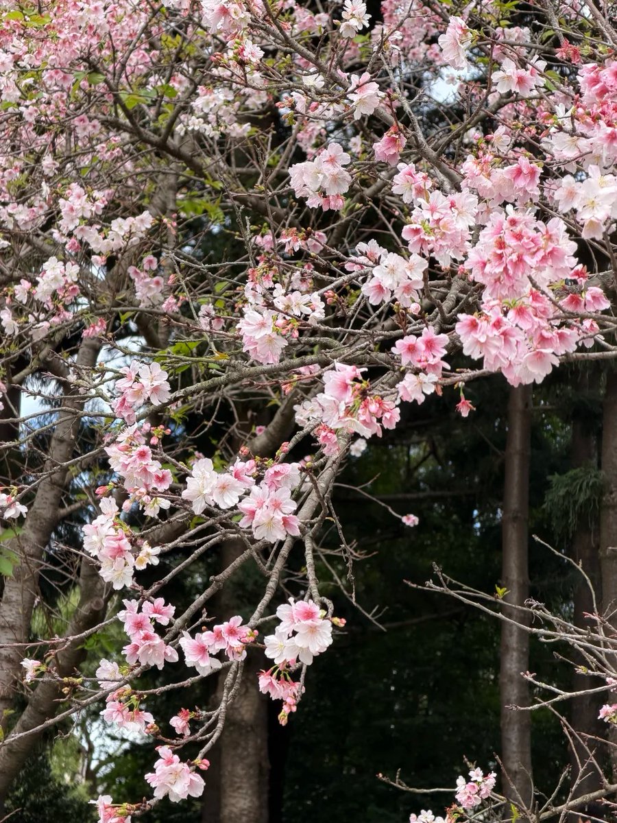 栞 _ 🌿 tweet media