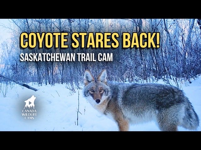 Daytime Coyote Close-Up &amp; Whitetail Deer Jumps – Reconyx 4K Trail Cam Test!
Watch here⬇️
youtu.be/E59qxqvHr2I

#wildlife #nature #animals