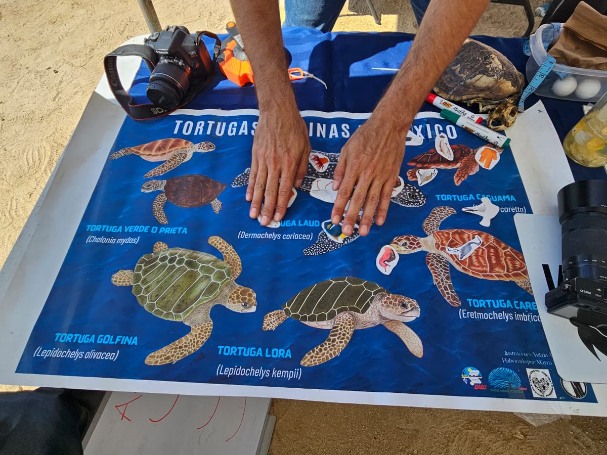 EDF en Español tweet media