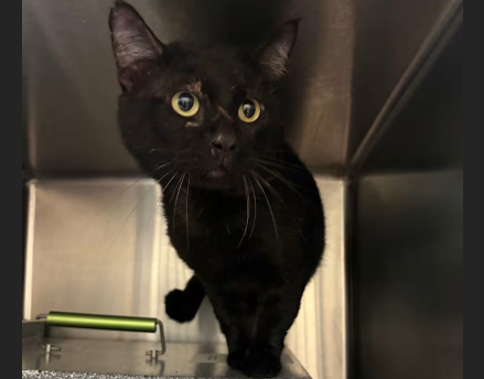 Hollywood Dogs tweet media