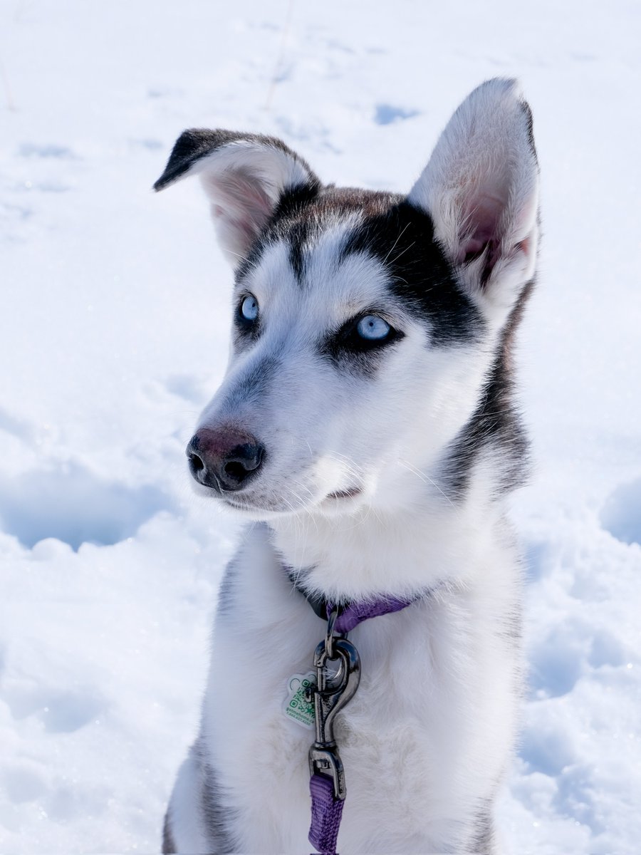 Nix Ironstone tweet media