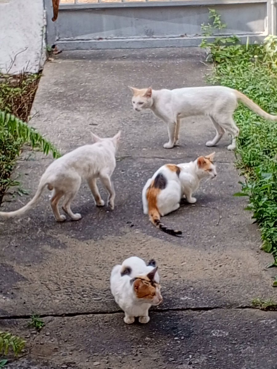 Dic. de 2025, aunque bajos de peso tenían la piel sana. La infección por ácaros avanza rápido. 
Debo comprar desparasitantes, vitaminas, algodón, gasas, alcohol, vinagre, cloro; para poder ganar está batalla. 
Mercantil 0105
9.991.935
04161151348
Paypal doralismadera@gmail.com