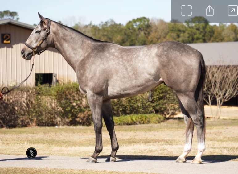 Save Horse Racing tweet media