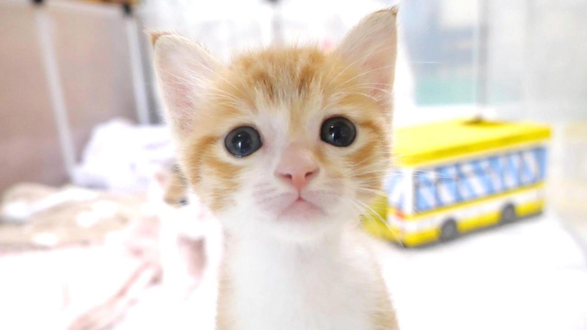 MeowMoeDotCom's tweet photo. 子猫が足に登って来ちゃって焦るおじさんｗ【赤ちゃん猫　保護猫】
 
https://t.co/xgUAm7yVEO
 
#Cat #Gatten #Kitten #Meow #Neko #StrayCat https://t.co/7zyLpxgatw