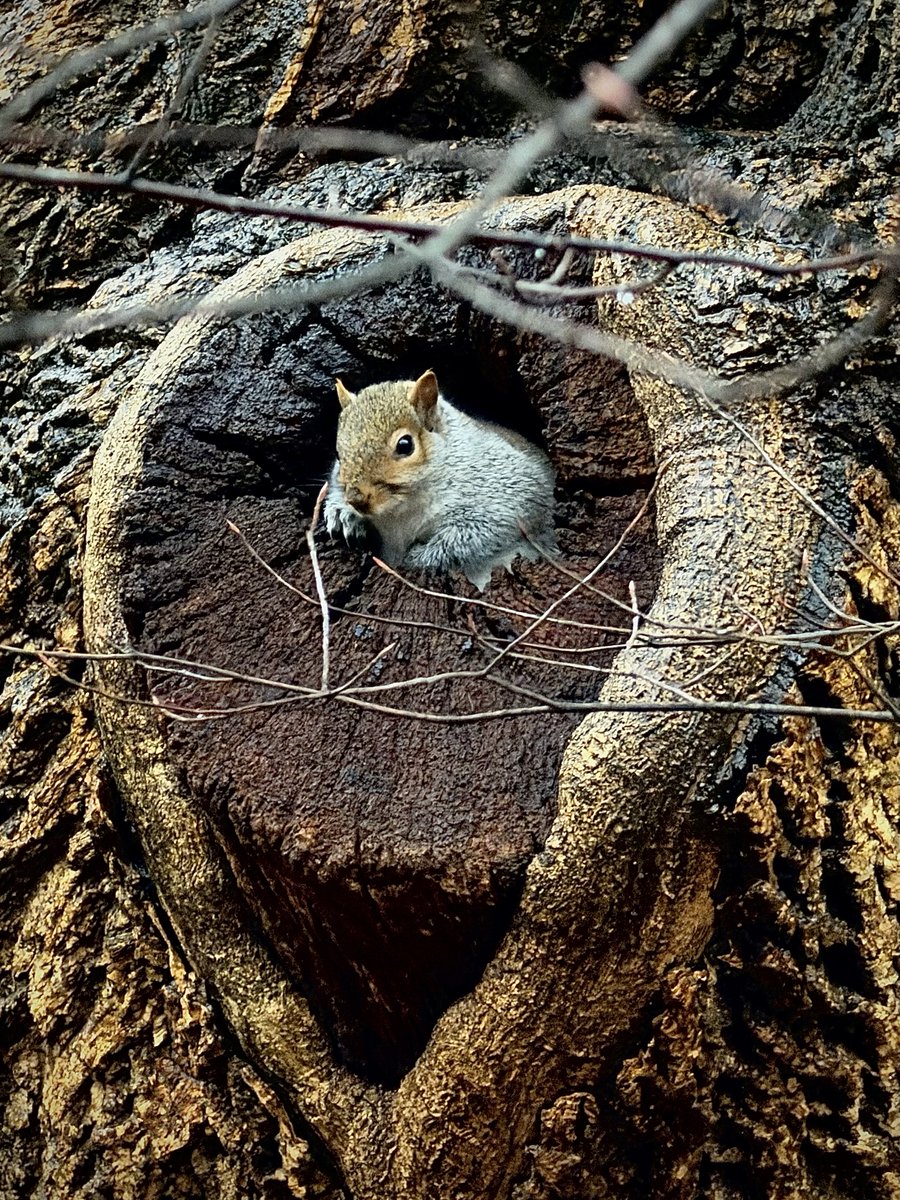 Fuzzy Squirrels tweet media