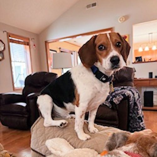 MidWest Beagle Rescue, Education and Welfare, Inc. tweet media
