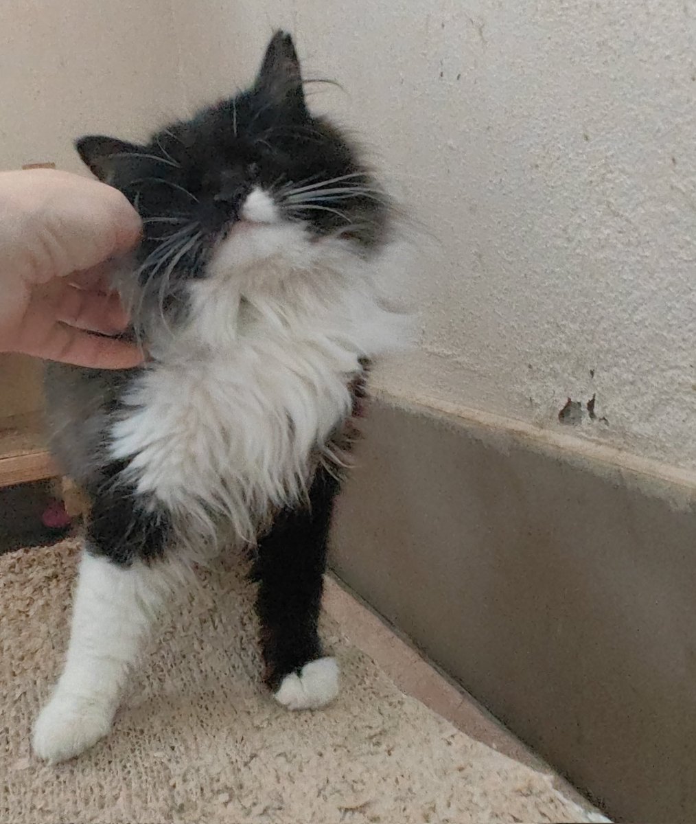 Kör kedi Maya
Yuva arıyor
Tüy yumağı ve love kedisi bir hanfindi.
İstanbul
5449557689