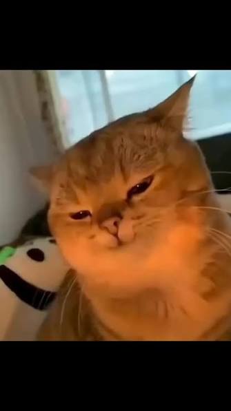 The Meow Machine tweet media