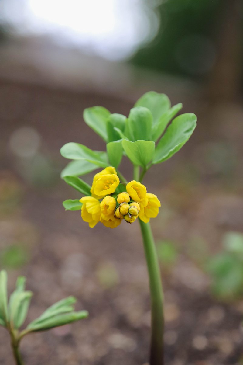 National Botanical Garden of Georgia tweet media