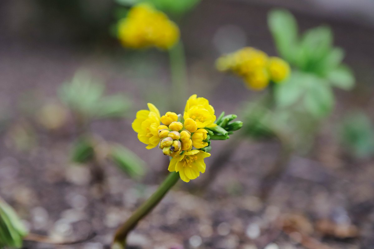 National Botanical Garden of Georgia tweet media