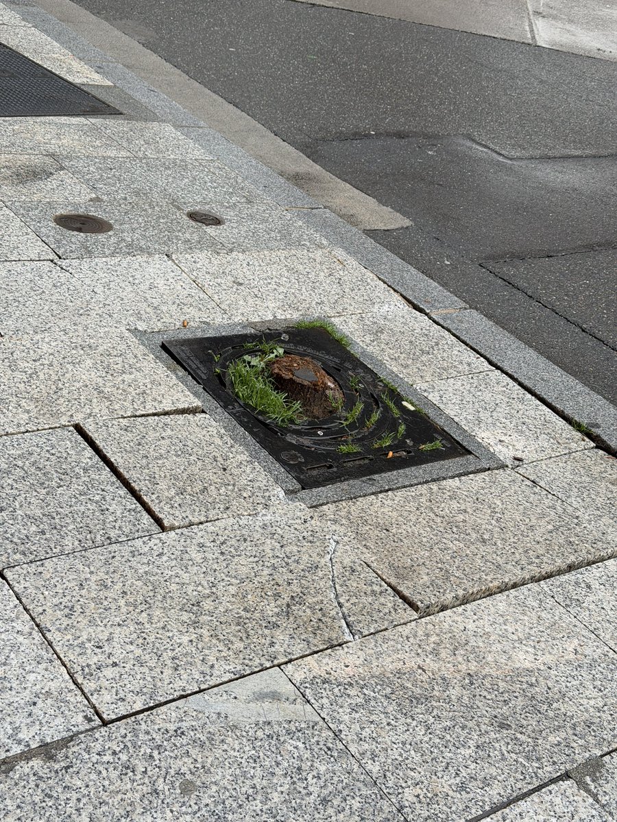 Pere Moles ——— tweet media