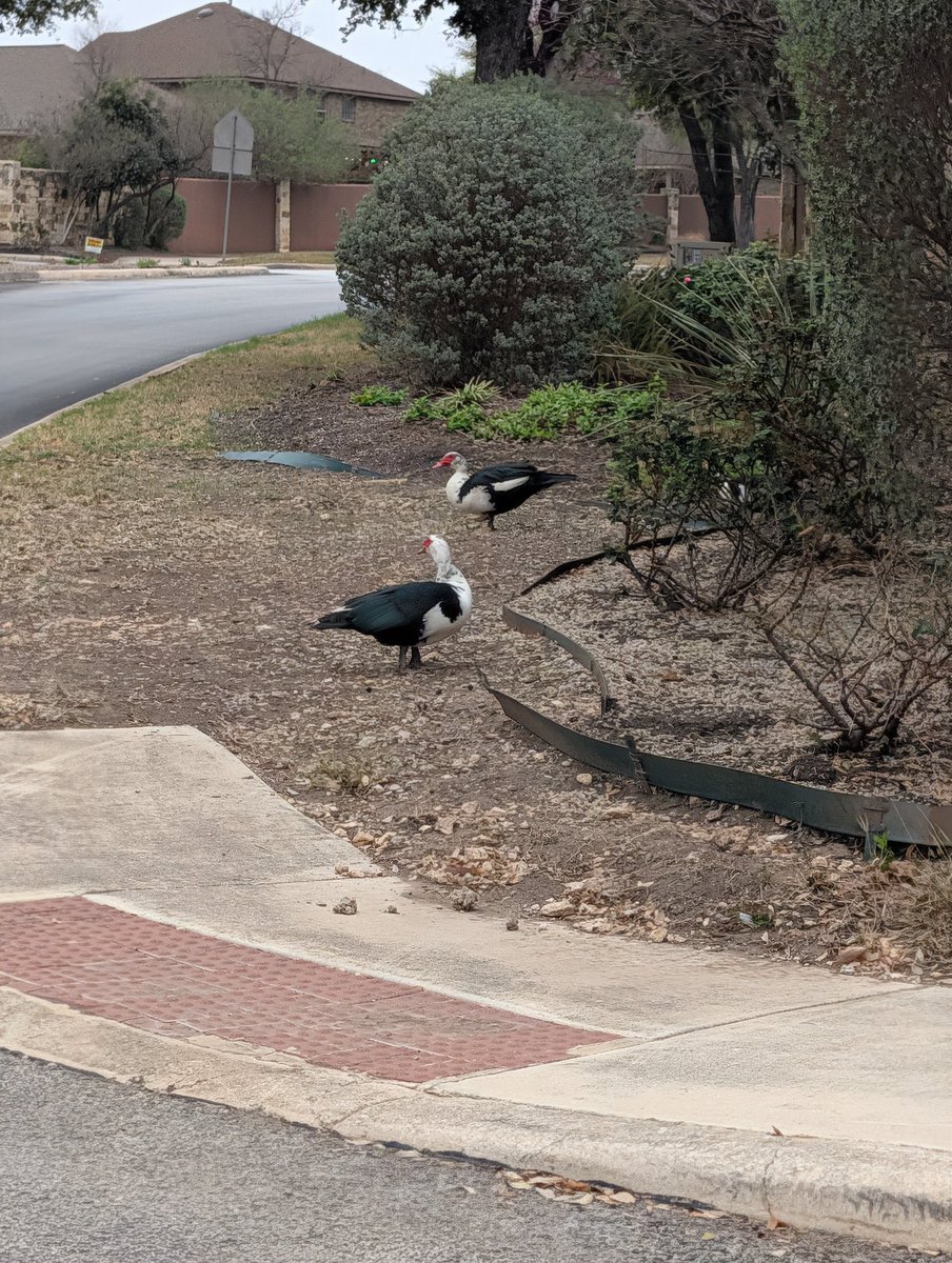 Complete Hobo again Joe, FSD HW3 loser. tweet media