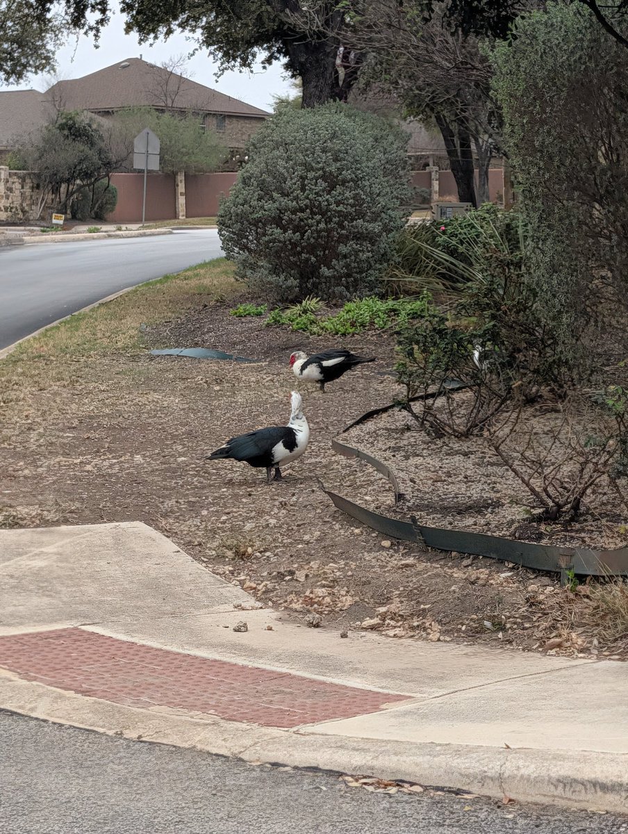 Complete Hobo again Joe, FSD HW3 loser. tweet media