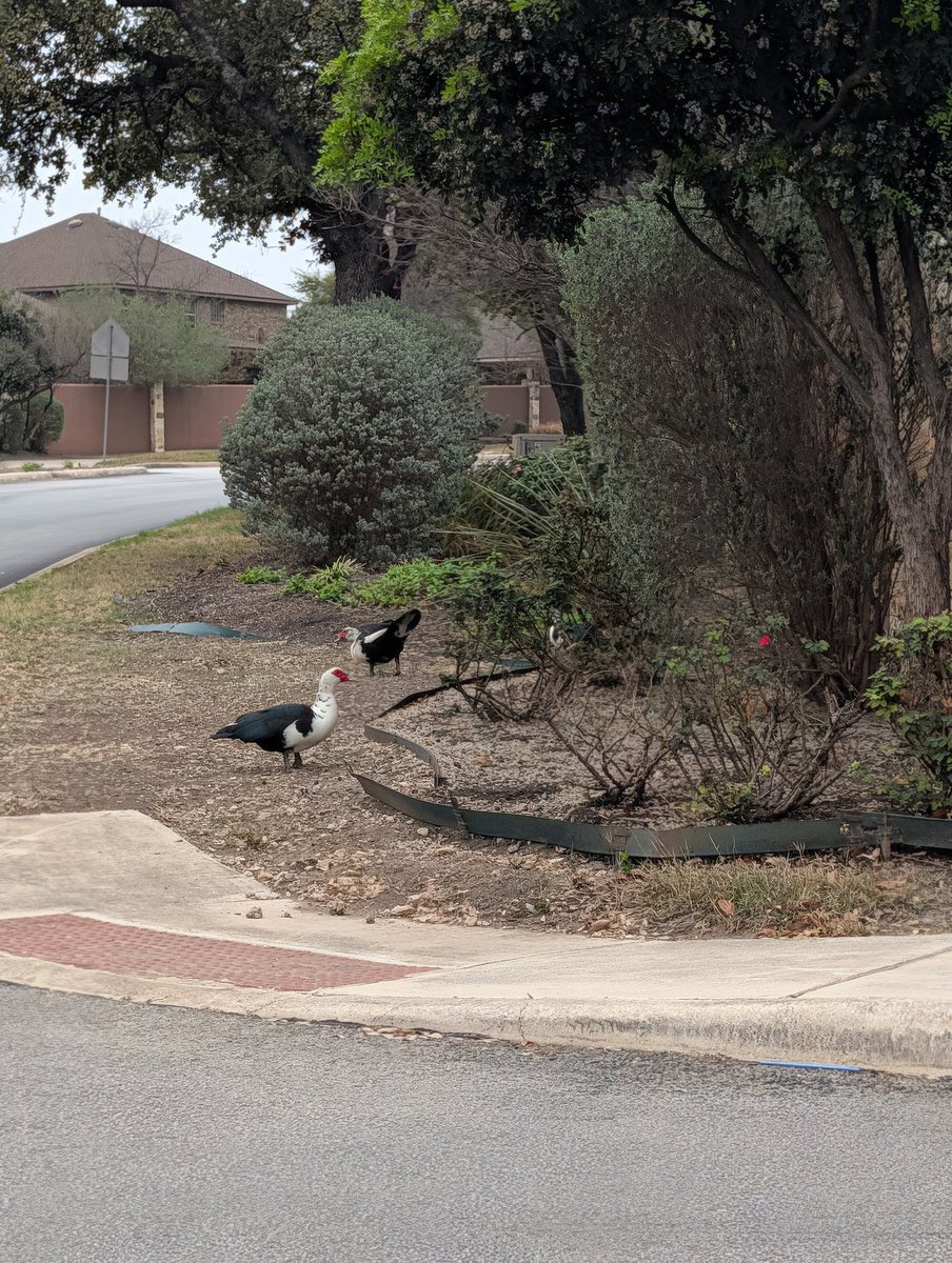 Complete Hobo again Joe, FSD HW3 loser. tweet media