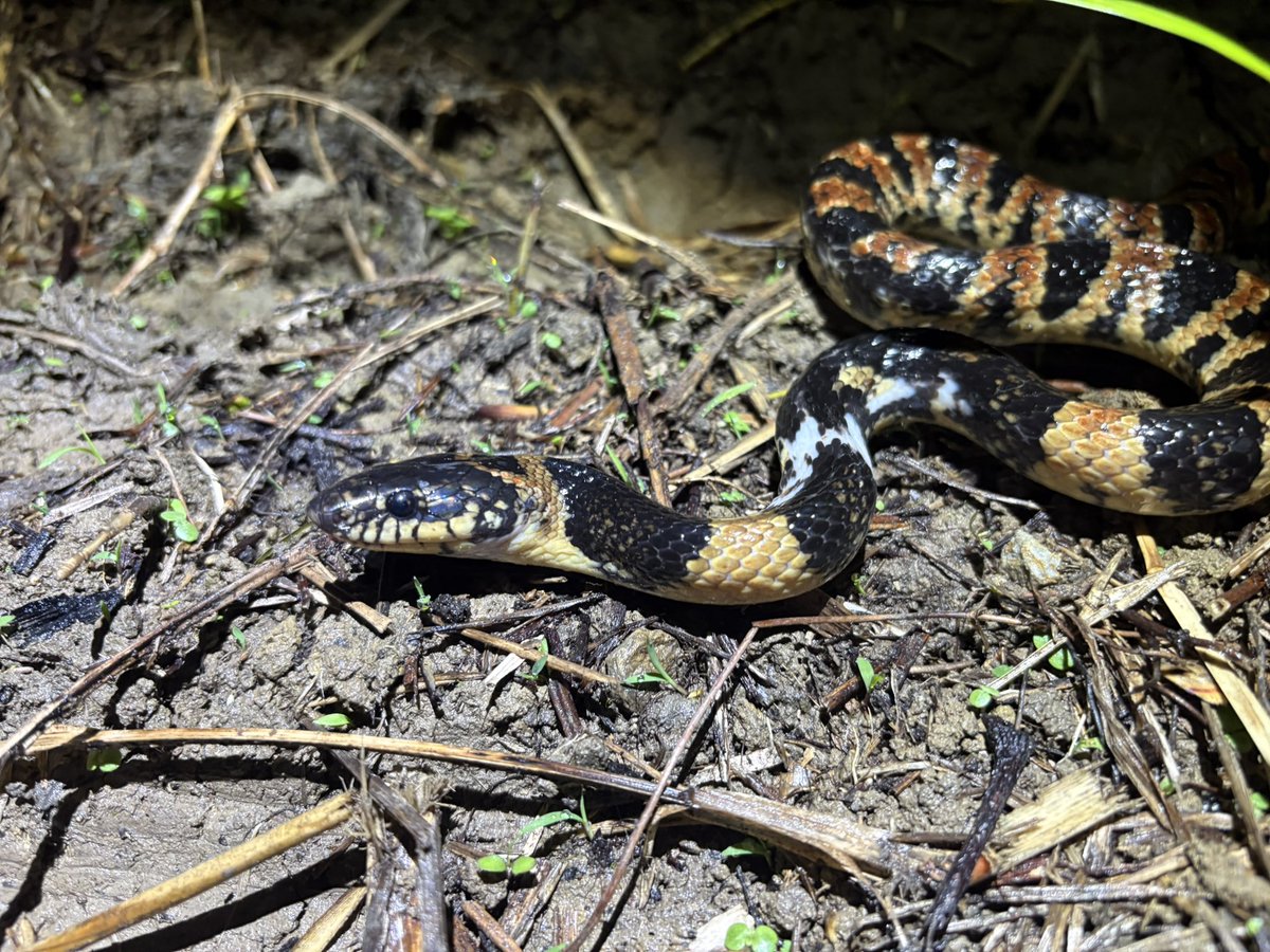 manshin_third's tweet photo. 一昨日〜昨日、寒いのが原因か、爬虫類はこのアカマタ1匹だけ
首元の白いのは怪我した痕かな https://t.co/UIhhldhyUn