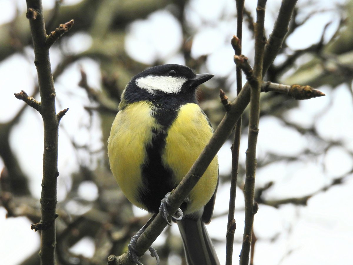 Ellie 🌲🌼🦜 tweet media