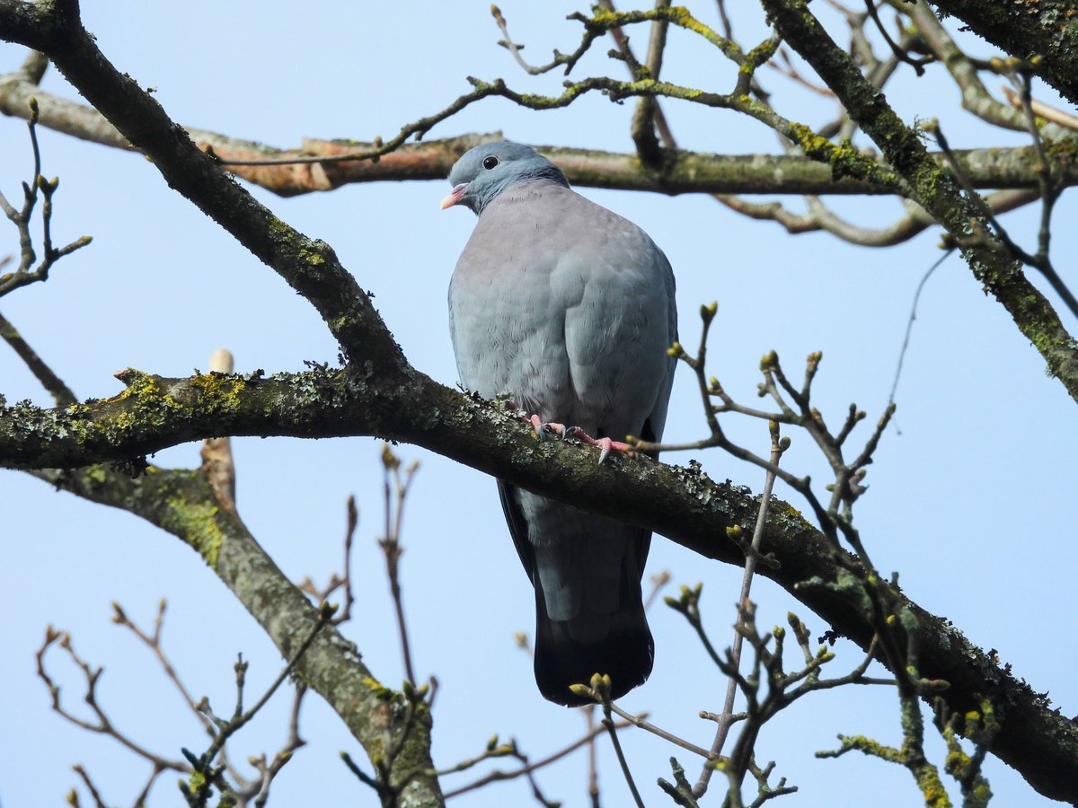 Ellie 🌲🌼🦜 tweet media