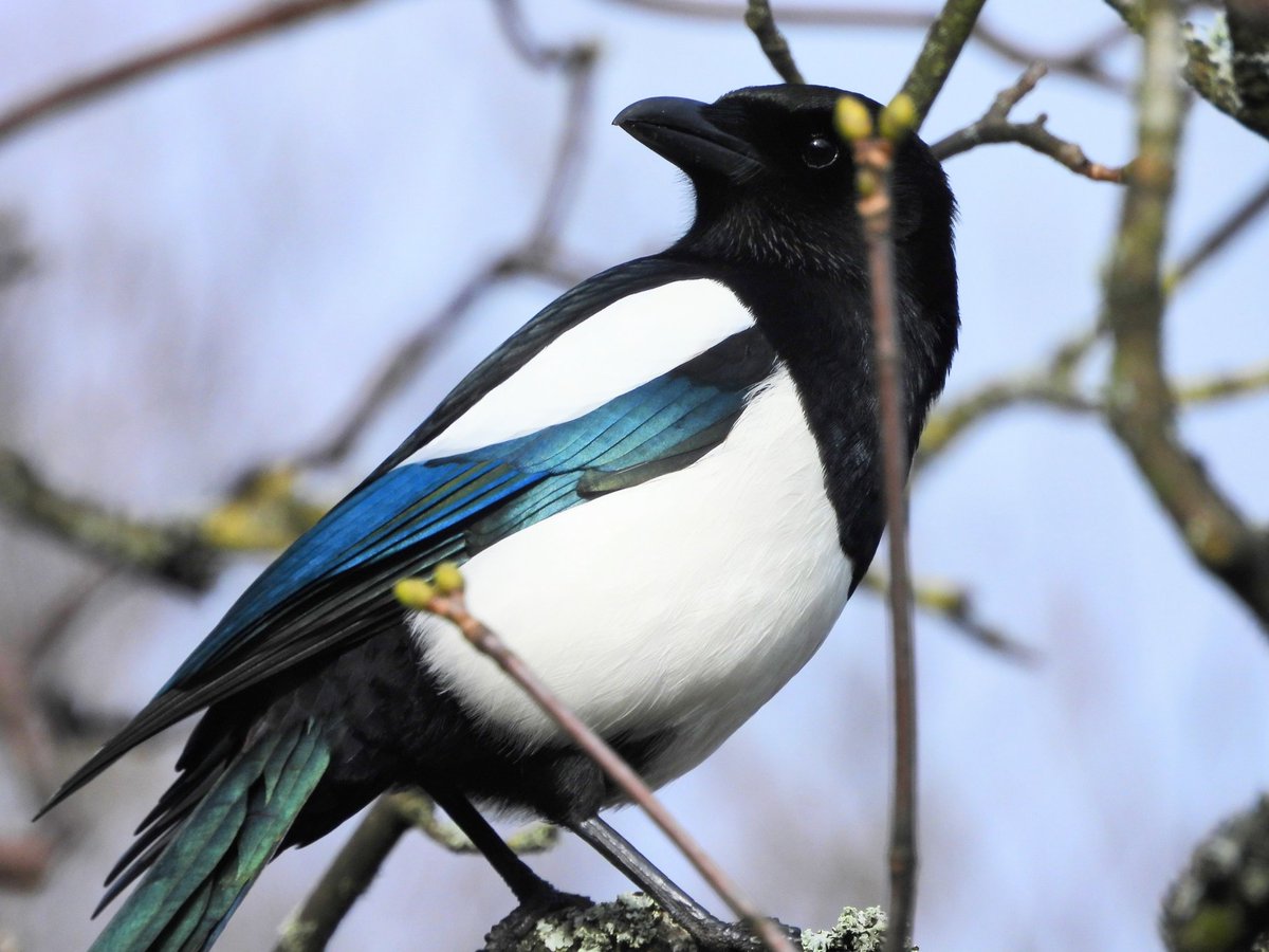 Ellie 🌲🌼🦜 tweet media