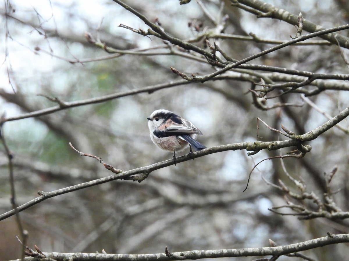 Ellie 🌲🌼🦜 tweet media