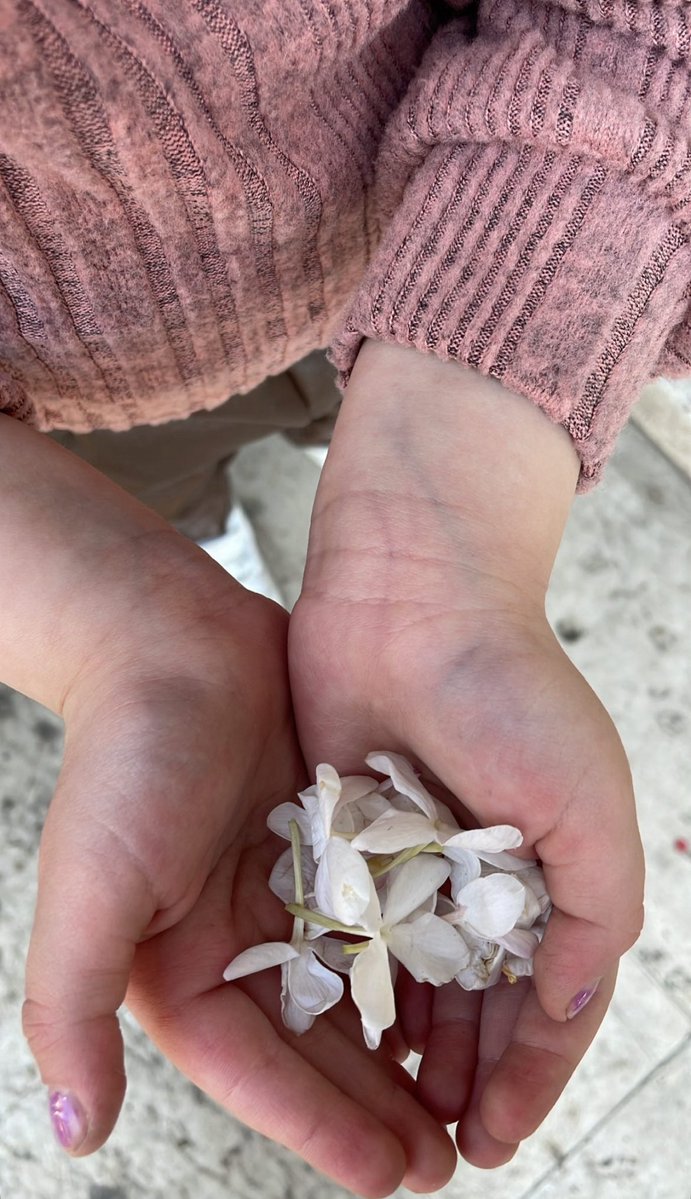 syria pinterest tweet media