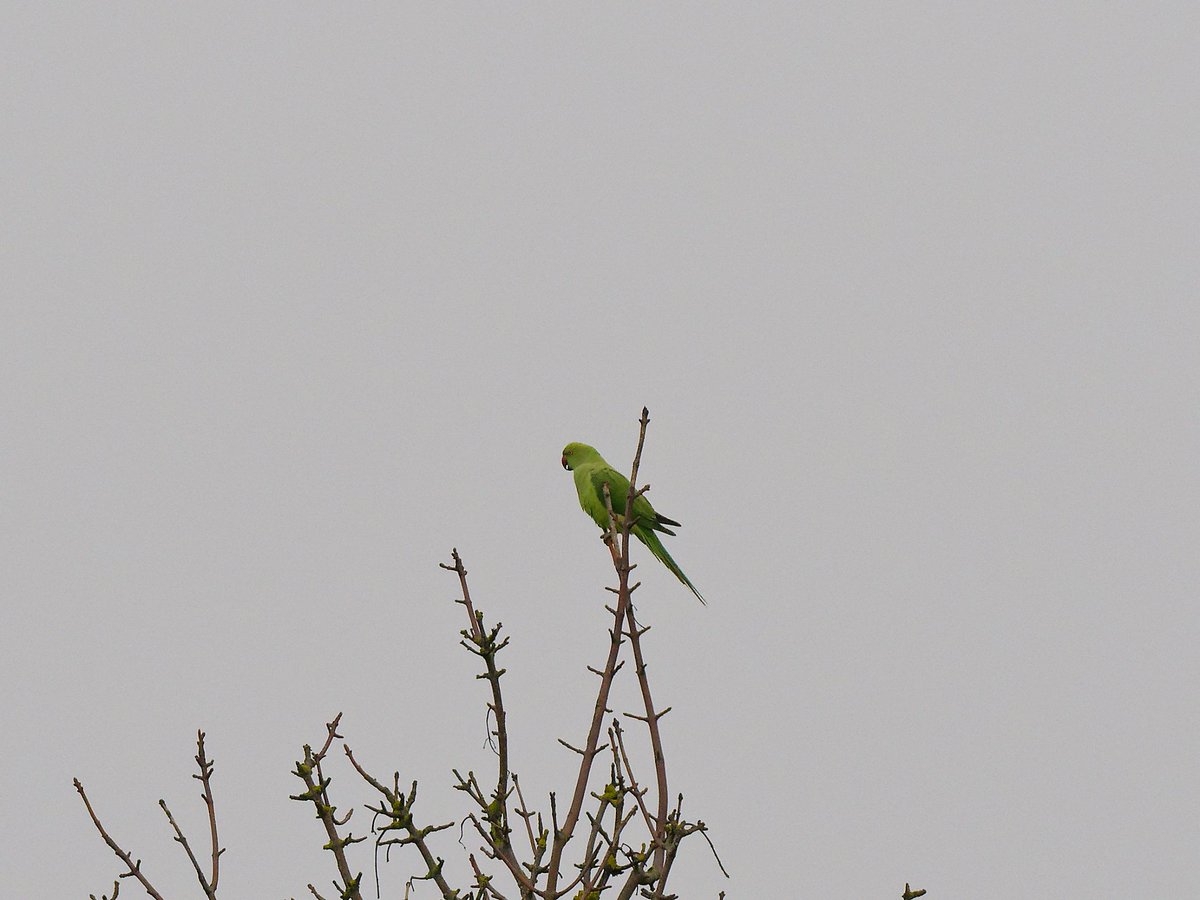 BirdsofClimping's tweet photo. Couple of scare records today for the patch with a Ringed N Parakeet in Bailiffscourt and a Greylag Goose west of the hotel grounds. c70 Yellowhammer still in the area around Ferry Rd and at least 8 Chiffchaff Longwood.

@SussexBirding 
https://t.co/Y7nzpunuXP https://t.co/NAP34BHSYa