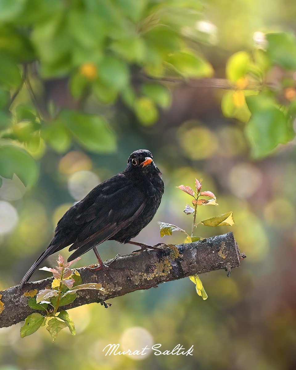 Ne güzelsin sen 

Karatavuk🖤🧡
#Trabzon